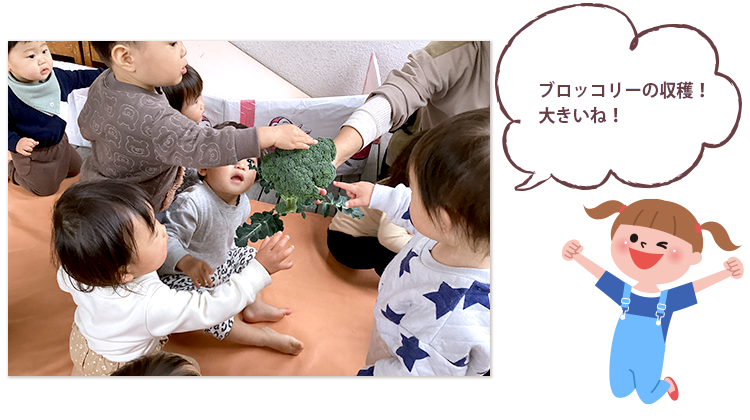 ブロッコリーの収穫！大きいね！